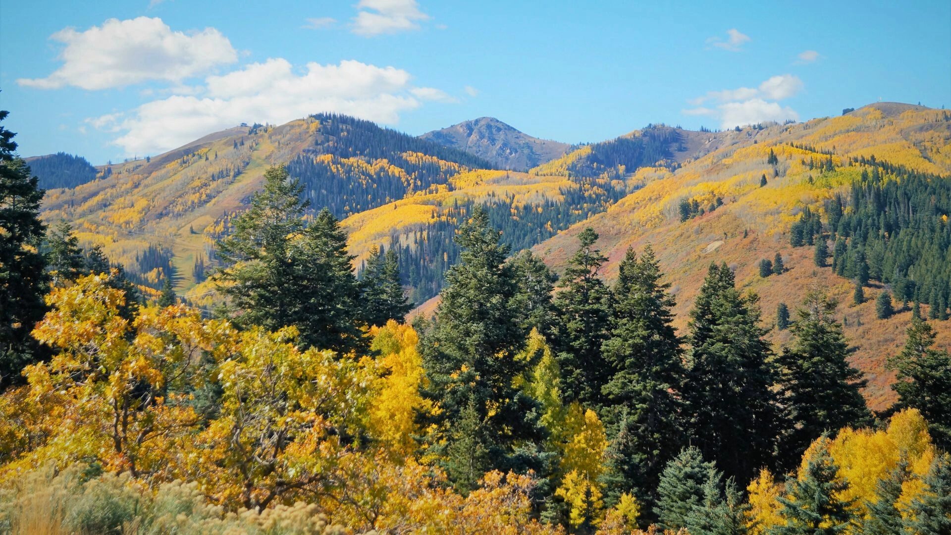 Autumn view of Deer Valley’s mountains with slopes blanketed in golden aspens and evergreens, capturing the shoulder season’s vibrant foliage beneath a clear blue sky.